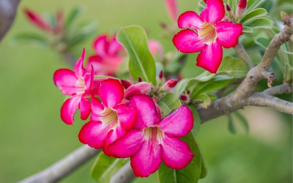 Como fazer adubo líquido. Foto: Canva Pro.