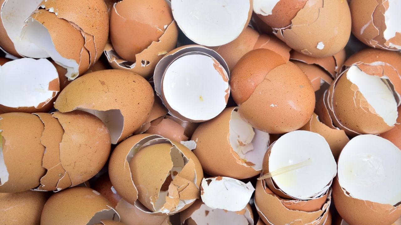 Como fazer um adubo orgânico para hortas em geral: aprenda aqui.