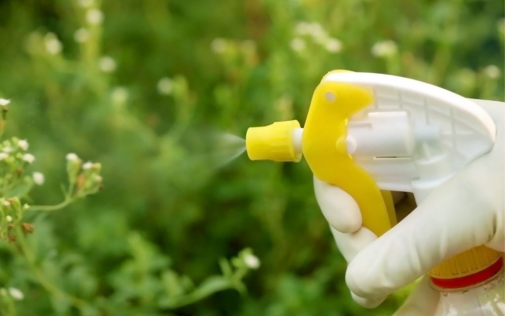 Como fazer um inseticida caseiro e orgânico. Foto: Canva Pro.