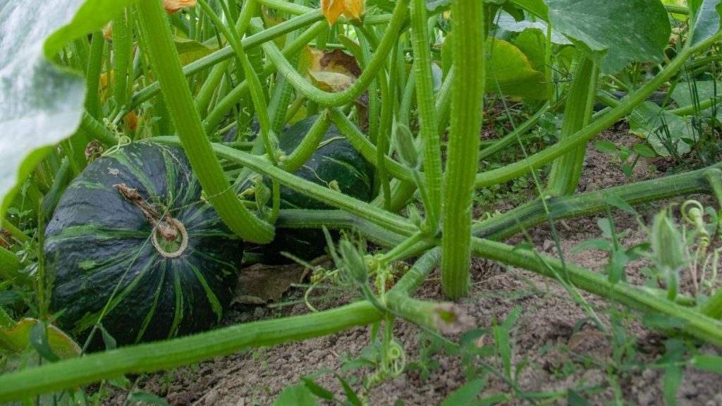 Como plantar abóbora cabotiá, Foto: Canva Pro.