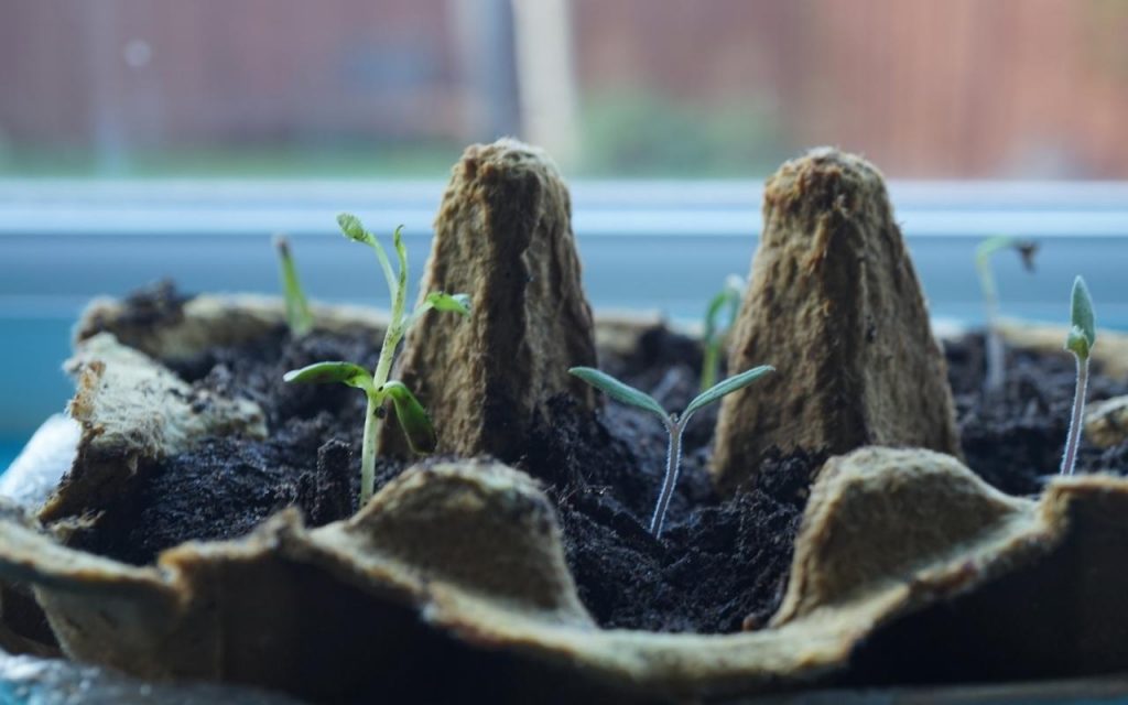 Caixa de ovo como sementeira, Foto: Canva Pro.