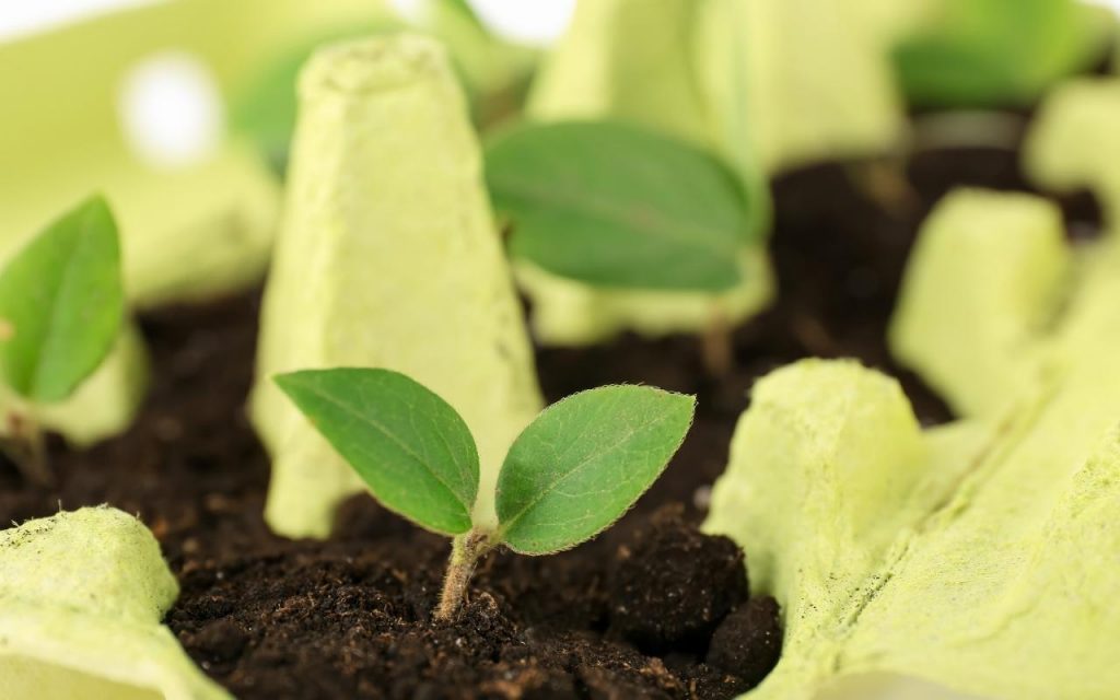 Caixa de ovo como sementeira, Foto: Canva Pro.