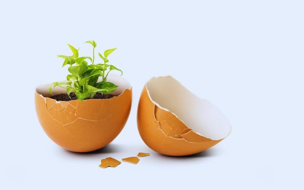 Caixa de ovo como sementeira, Foto: Canva Pro.