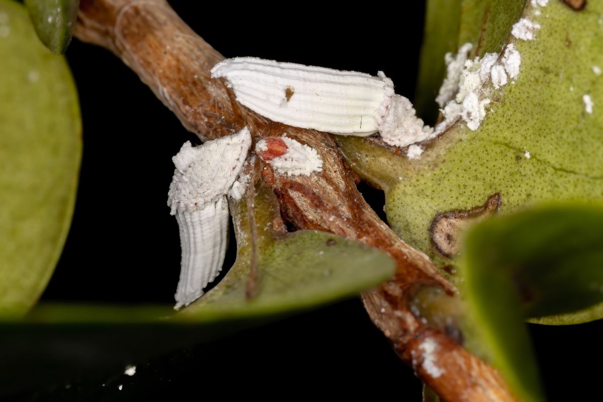 Acabe de vez com as Cochonilhas.