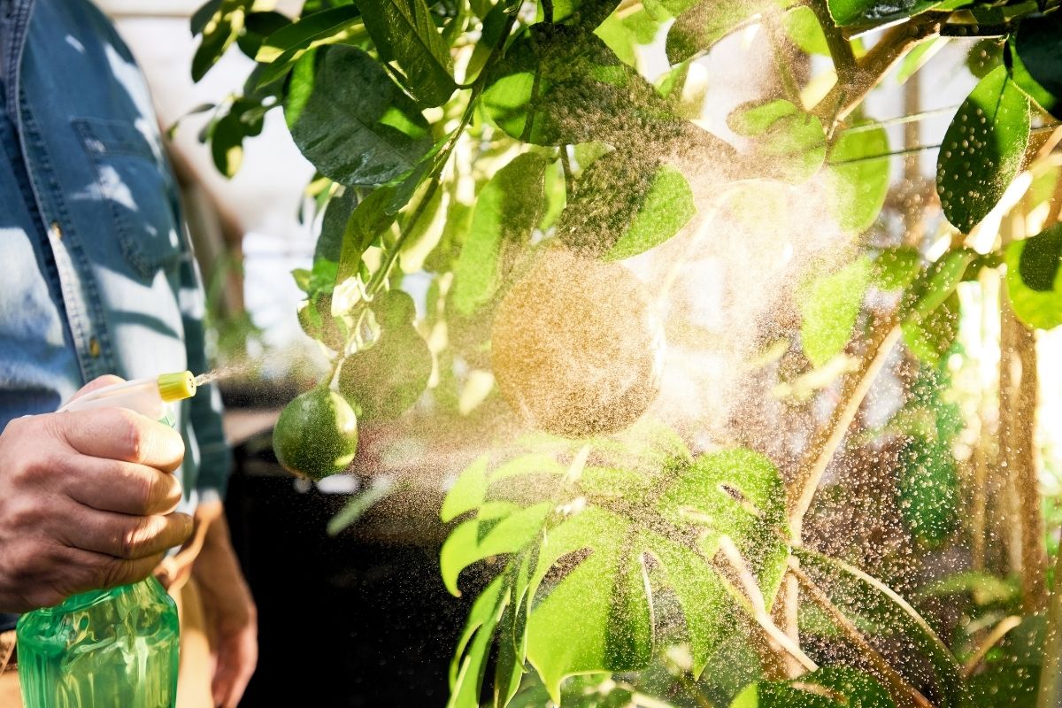 Acabe de vez com as Cochonilhas.