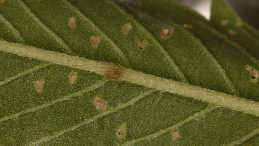 Como eliminar pragas no jardim. Foto: Canva Pro.