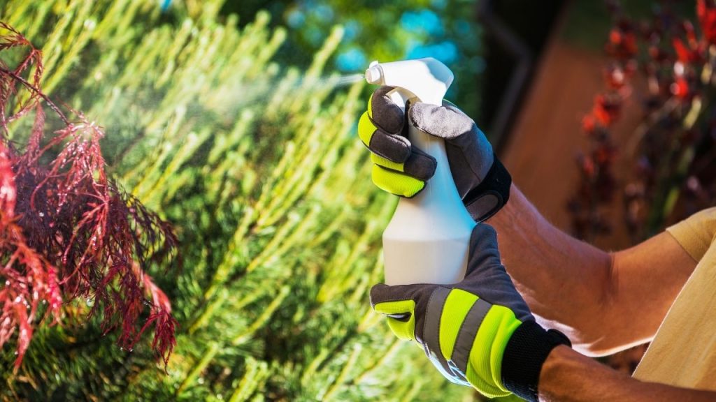 Como eliminar pragas no jardim. Foto: Canva Pro.