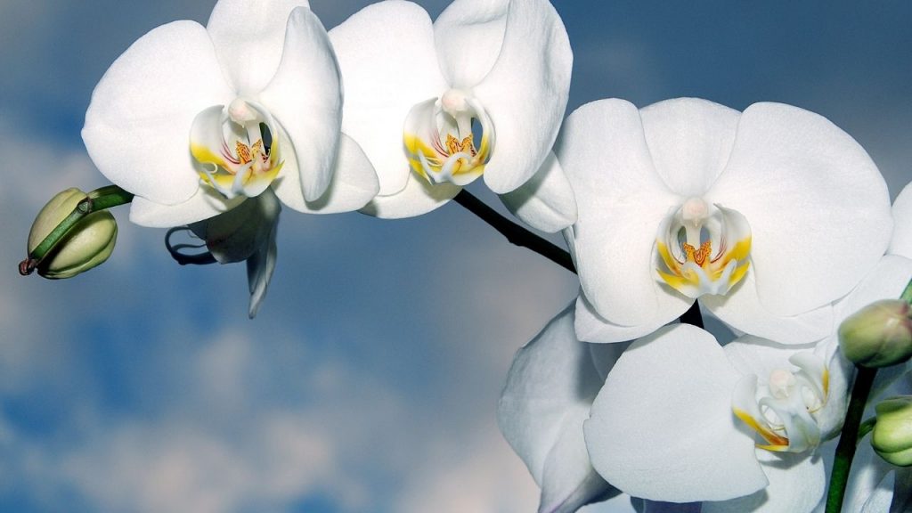 Erros que destroem orquídeas. Foto: Canva Pro.