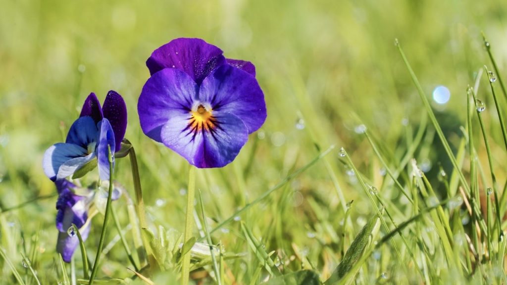 Erros que destroem violetas. Foto: Canva Pro.