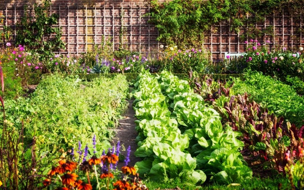 Como ter uma horta de sucesso. Foto: Canva Pro.