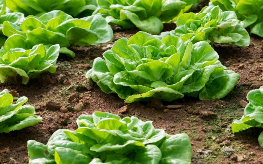 Como ter uma horta de sucesso. Foto: Canva Pro.