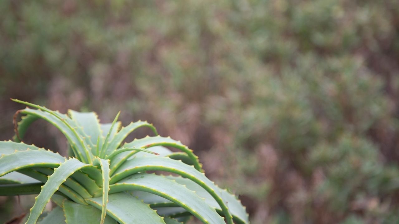 Conheça o jeito certo de cultivar a babosa e aproveite todos os benefícios.