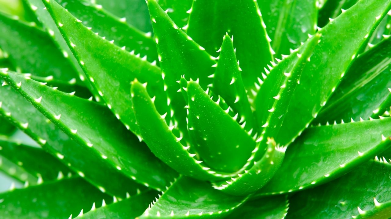 Conheça o jeito certo de cultivar a babosa e aproveite todos os benefícios.