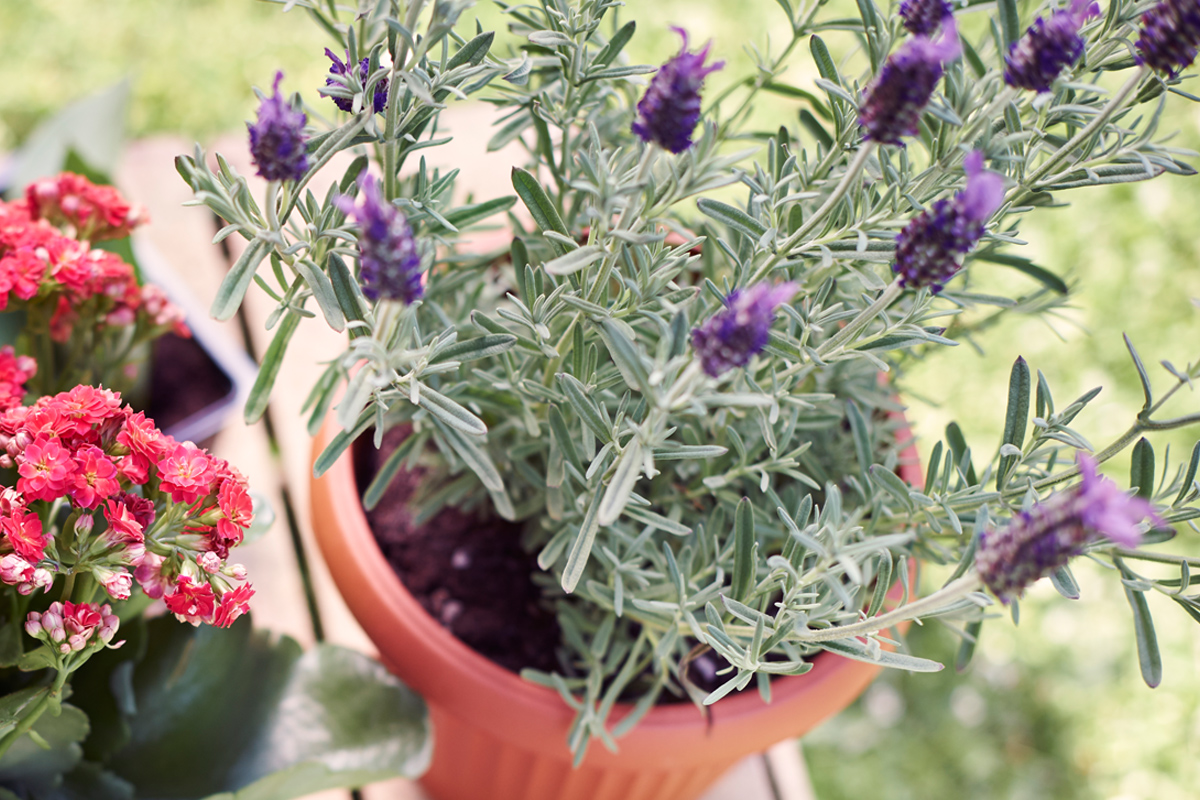Como cultivar lavanda em casa e ter os benefícios dela sempre a mão 2