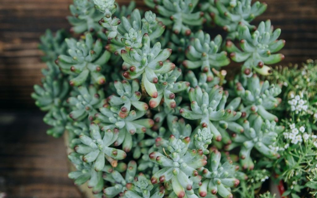Plantas pendentes para decorar varanda. Foto: Canva Pro.