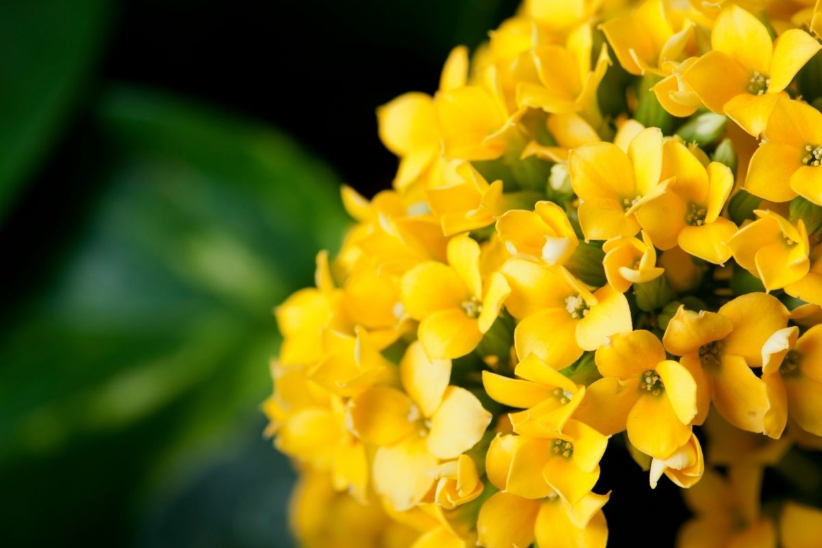Flor da Fortuna, veja como cuidar dessa bela flor e ter muitas cores!