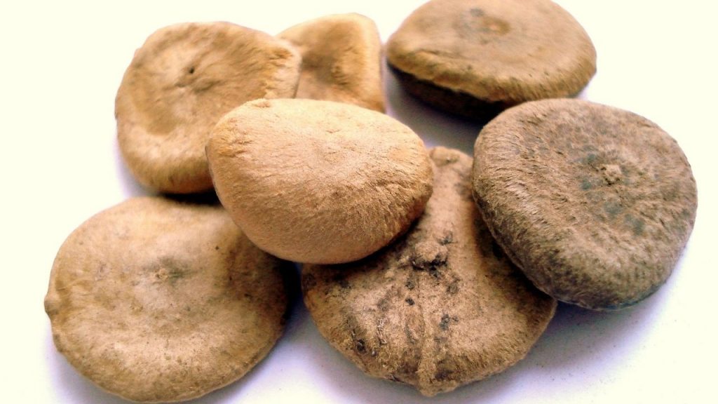 Frutinhas venenosas. Foto: Canva Pro.