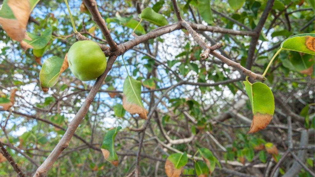 Frutinhas venenosas. Foto: Canva Pro.