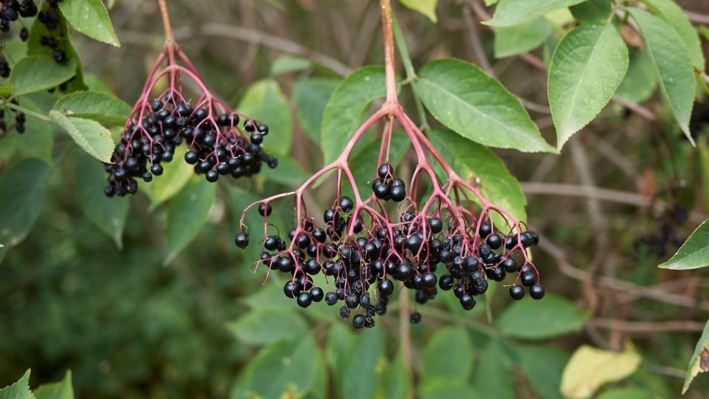 Frutinhas venenosas. Foto: Canva Pro.