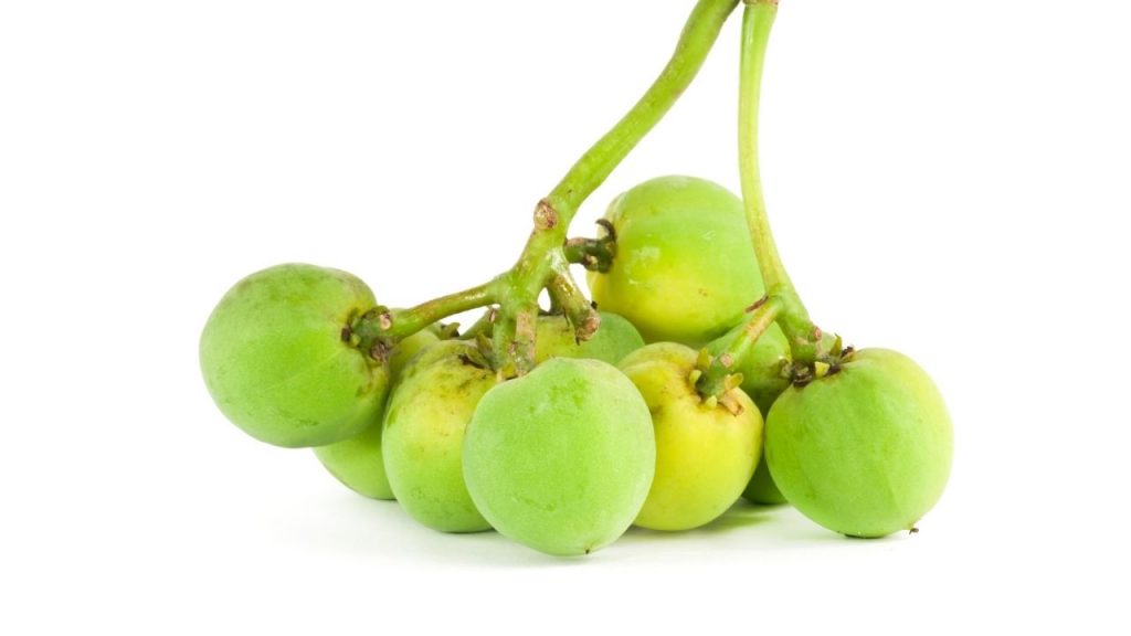 Frutinhas venenosas. Foto: Canva Pro.