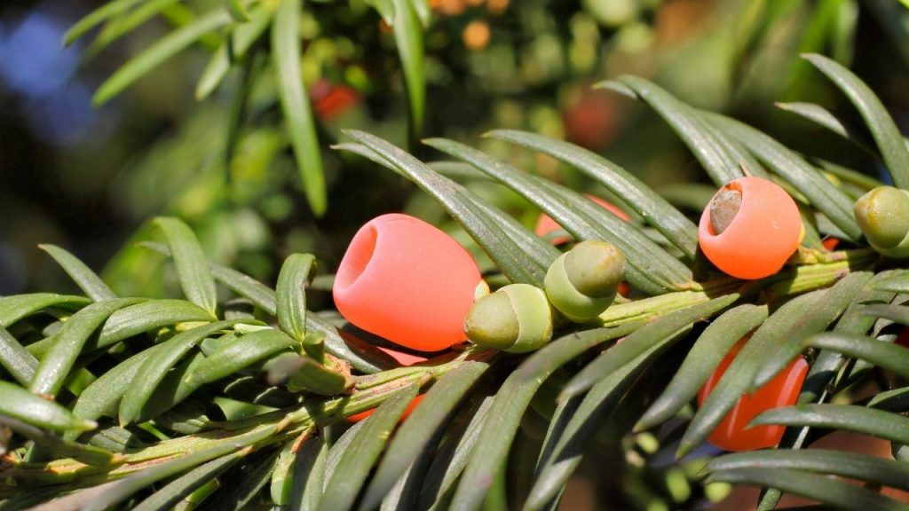 Frutinhas venenosas. Foto: Canva Pro.