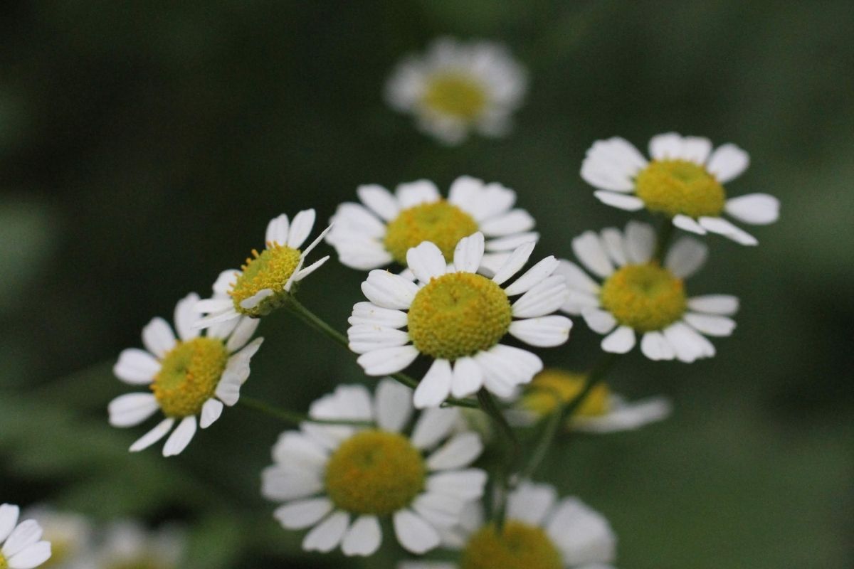 Gostaria de ter flores em casa? Conheça 5 flores muito fáceis de cultivar!