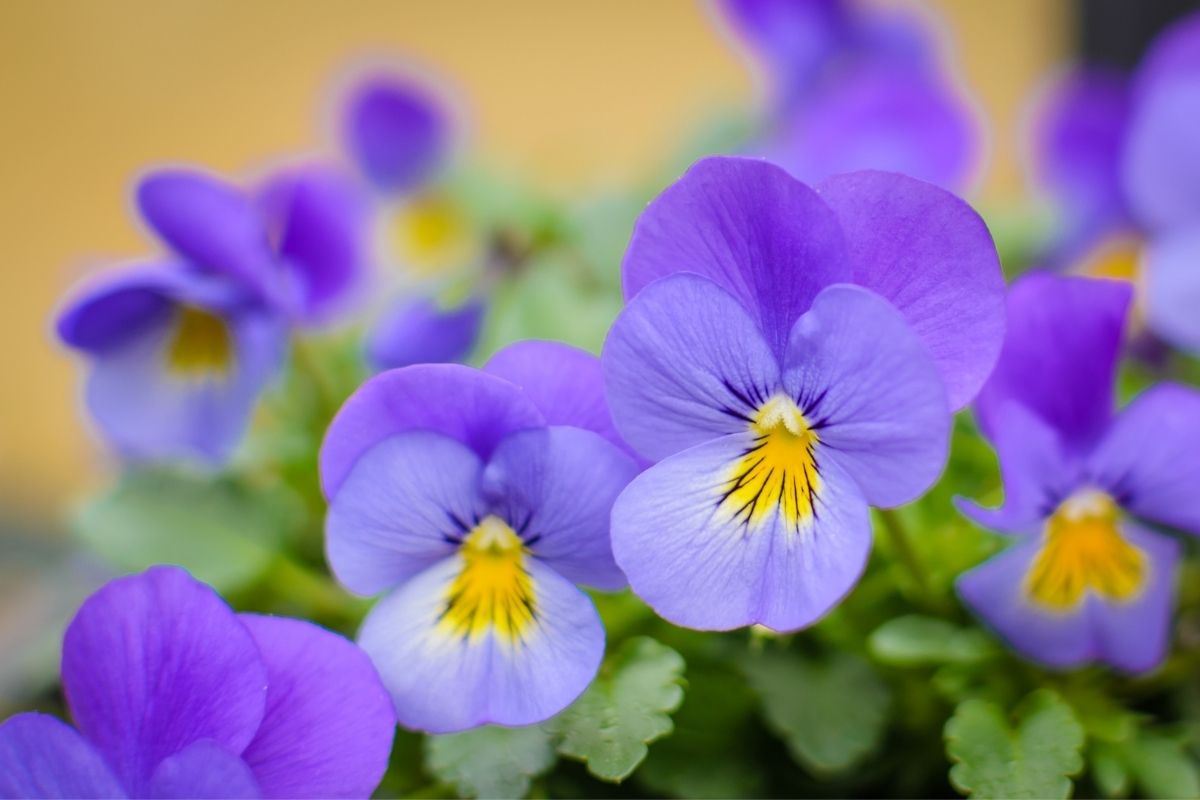 Gostaria de ter flores em casa? Conheça 5 flores muito fáceis de cultivar! 