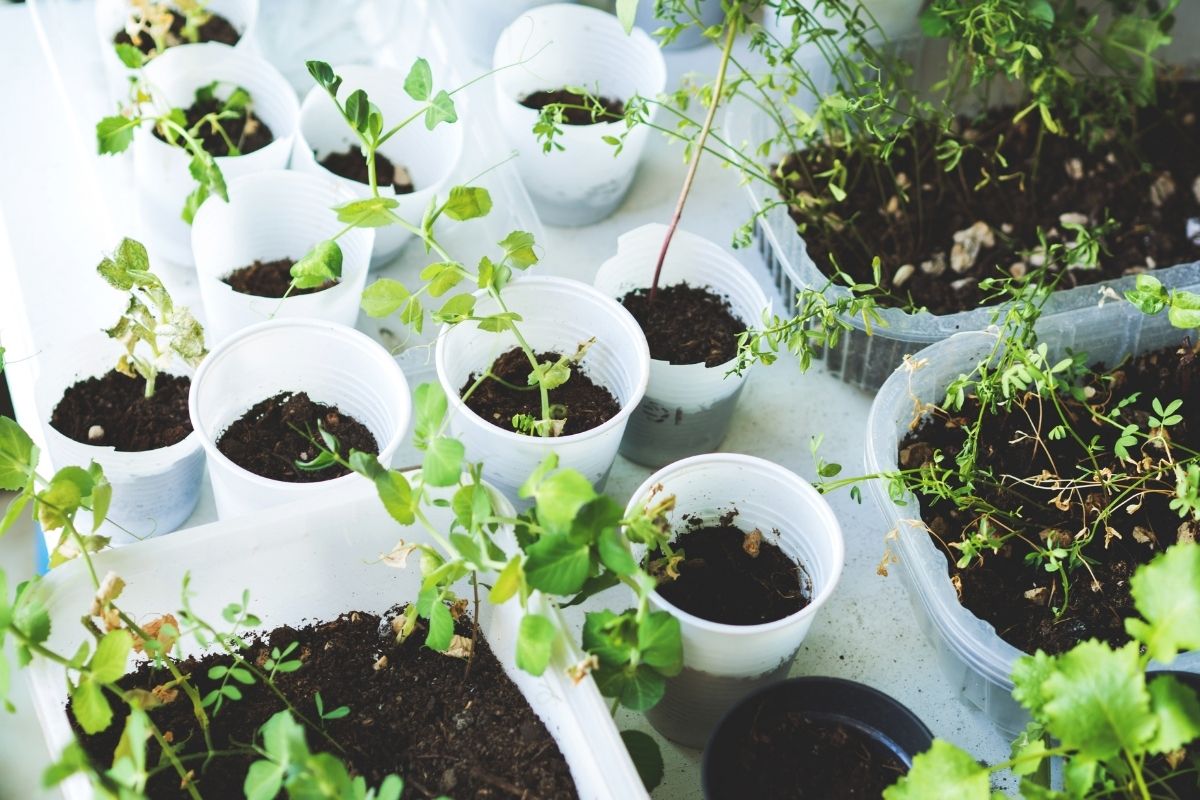 Horta em casa, como começar? Veja o que escolher e quais os primeiros passos.