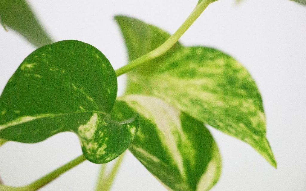 Plantas pendentes para decorar varanda