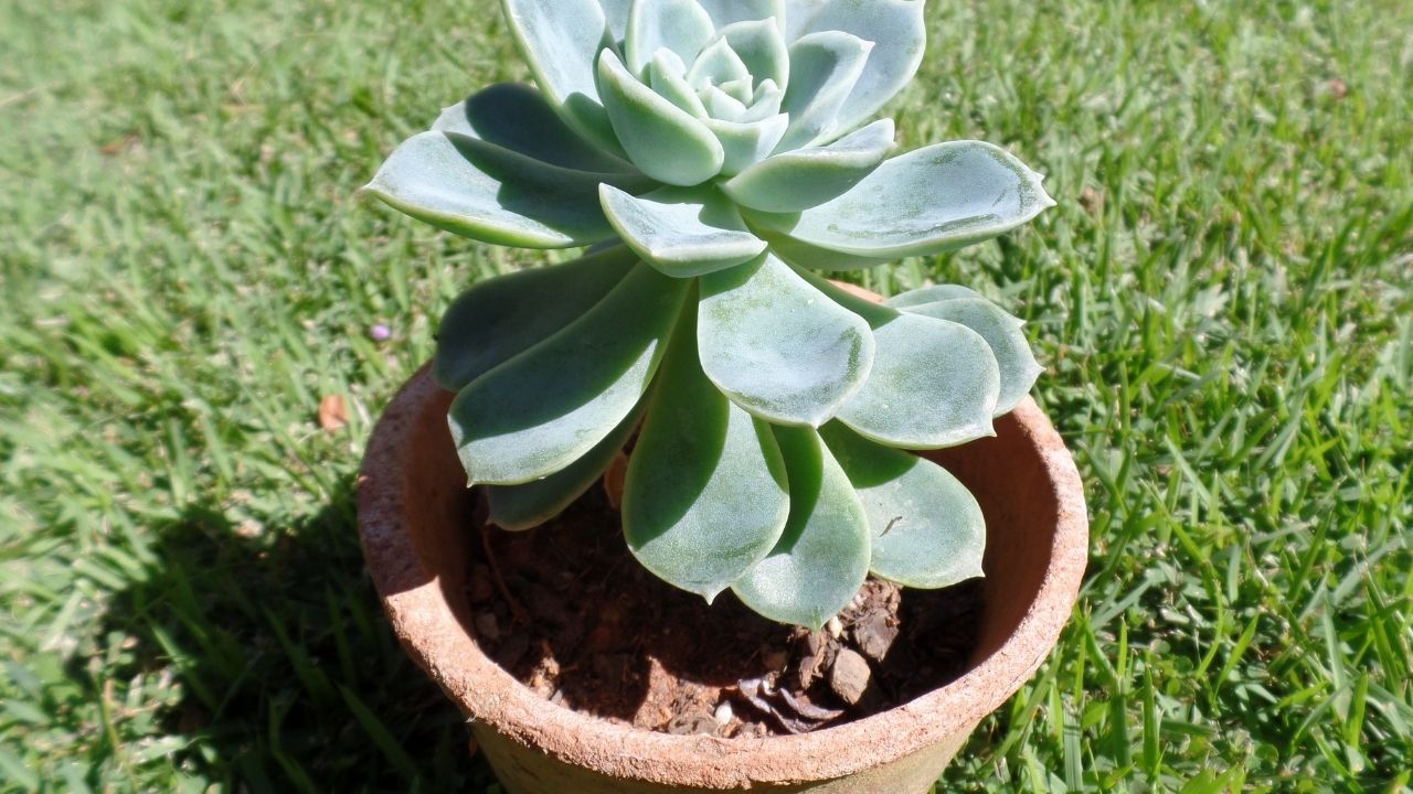 Mudas de suculentas: Confira o passo a passo para fazer corretamente.