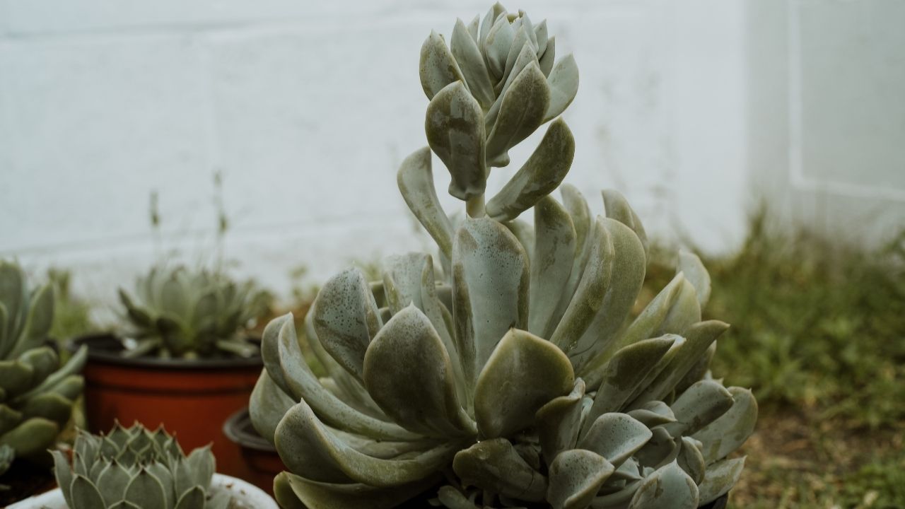Mudas de suculentas: Confira o passo a passo para fazer corretamente.
