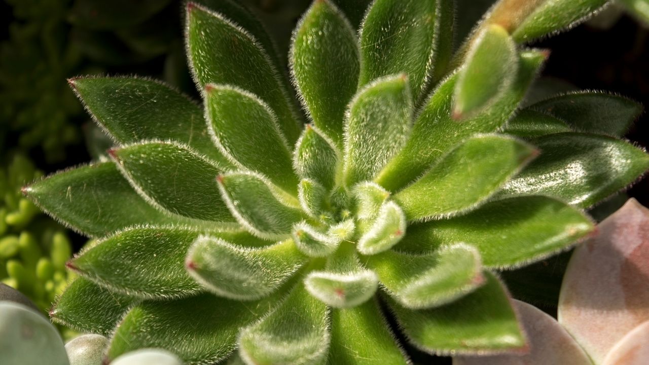 Mudas de suculentas: Confira o passo a passo para fazer corretamente.