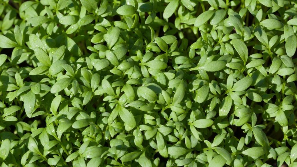 O que plantar para colher rápido. Foto: Canva Pro.