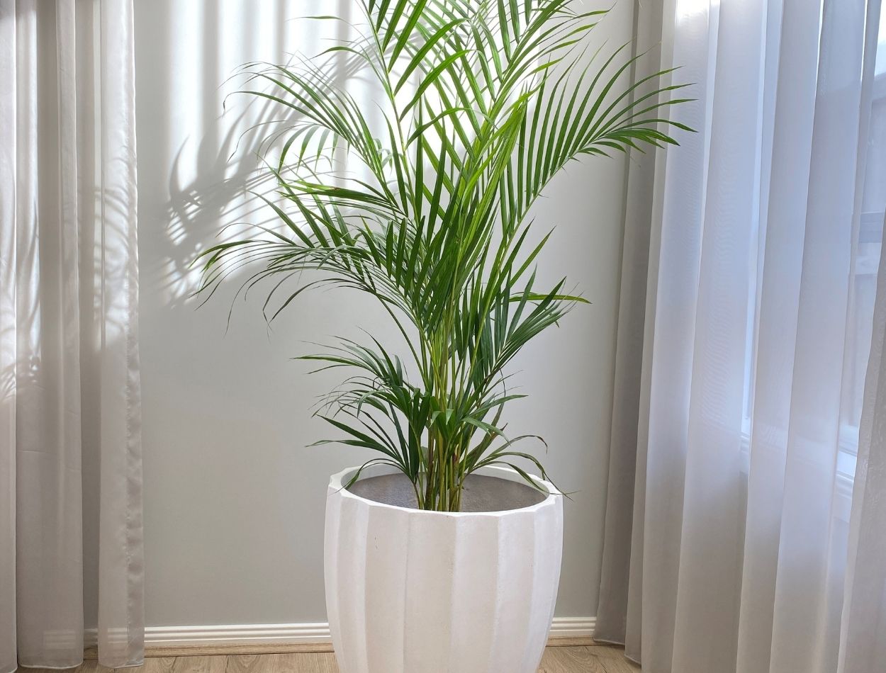Palmeira areca