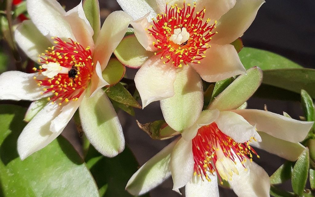 Como cultivar ora-pro-nobis. Foto: Canva Pro.