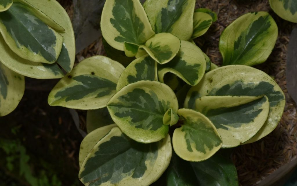 Plantas pendentes para decorar varanda. Foto: Canva Pro.