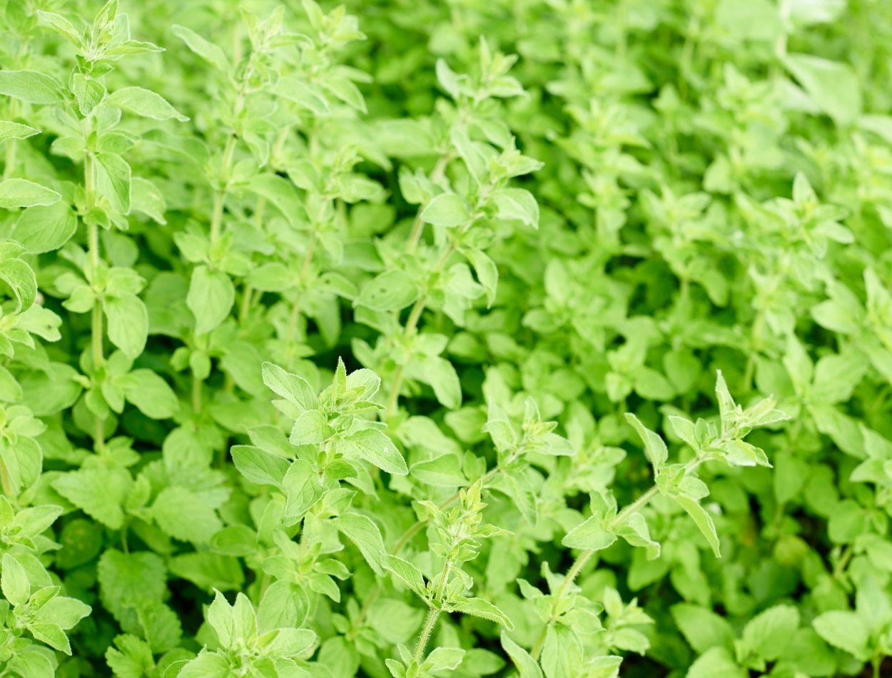 Poejo é medicinal e muito saudável; descubra agora o que você precisa para produzir esta planta