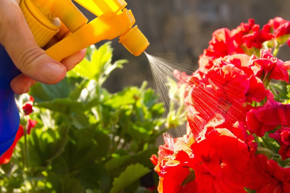 Precisando de um adubo novo? Veja como fazer um adubo incrível para suas plantas usando leite!