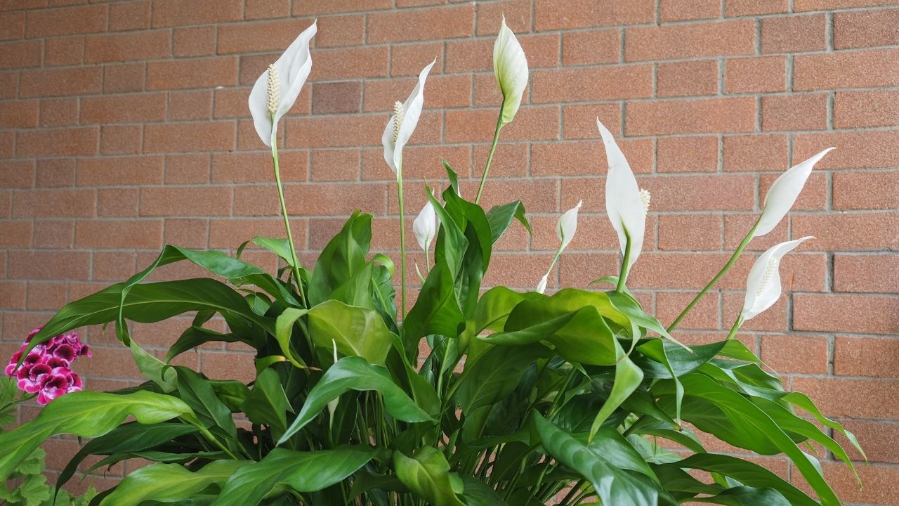 Como fazer dar flor no lírio da paz. Foto: Canva Pro.