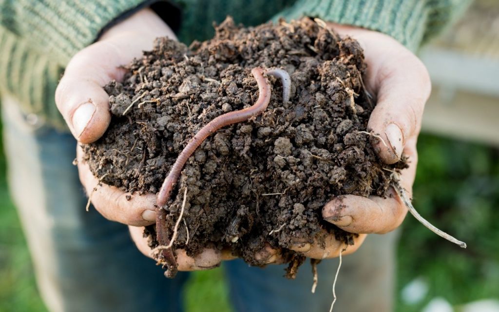 Como atrair mais minhocas para o seu canteiro. Foto: Canva Pro.