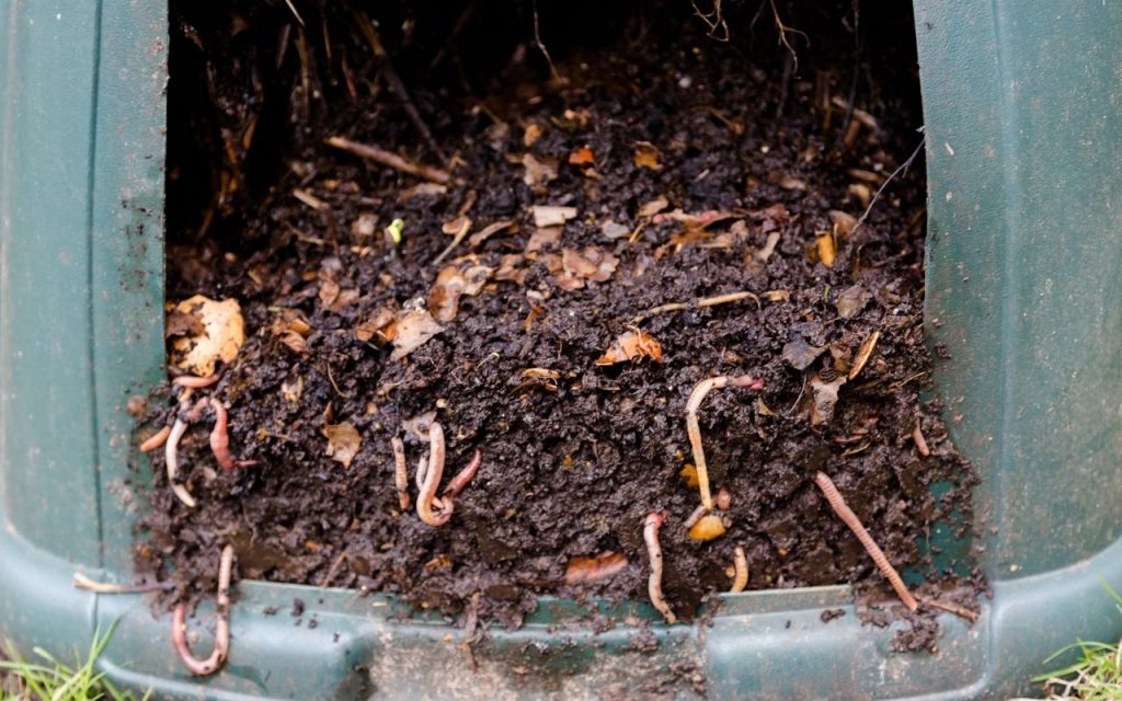 Como atrair mais minhocas para o seu canteiro. Foto: Canva Pro.