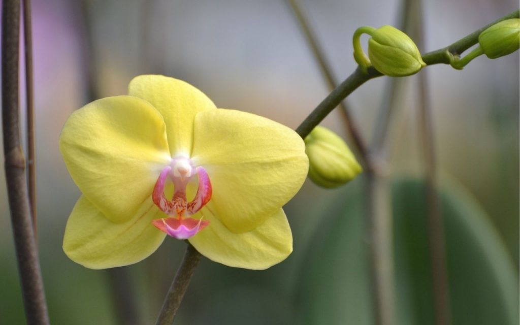 Como fazer a orquídea encher de brotos. Foto: Canva Pro.