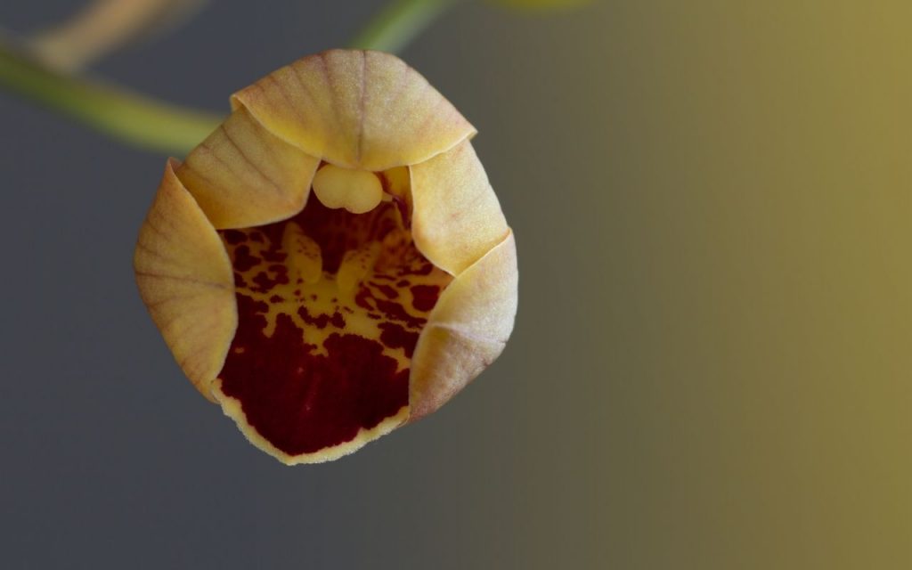 Como fazer a orquídea encher de brotos. Foto: Canva Pro.