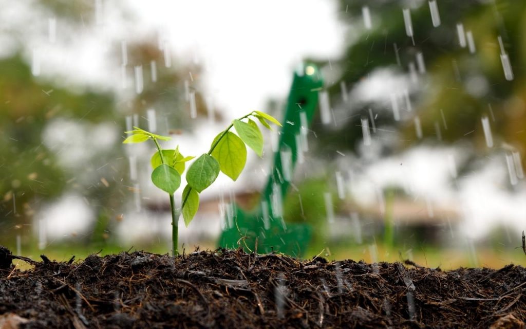 Como plantar jabuticaba no vaso, Foto: Canva Pro.