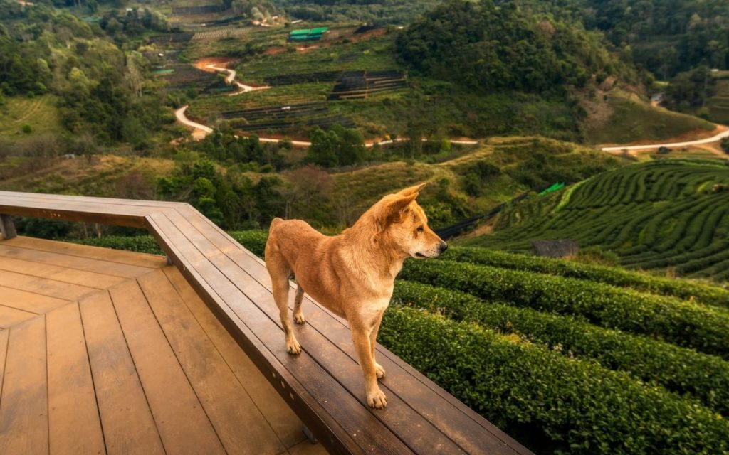 Como proteger sua horta dos animais de estimação. Foto: Canva Pro.