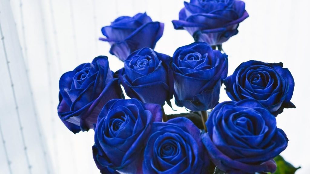 Os significados das cores das rosas, Foto: Canva Pro.