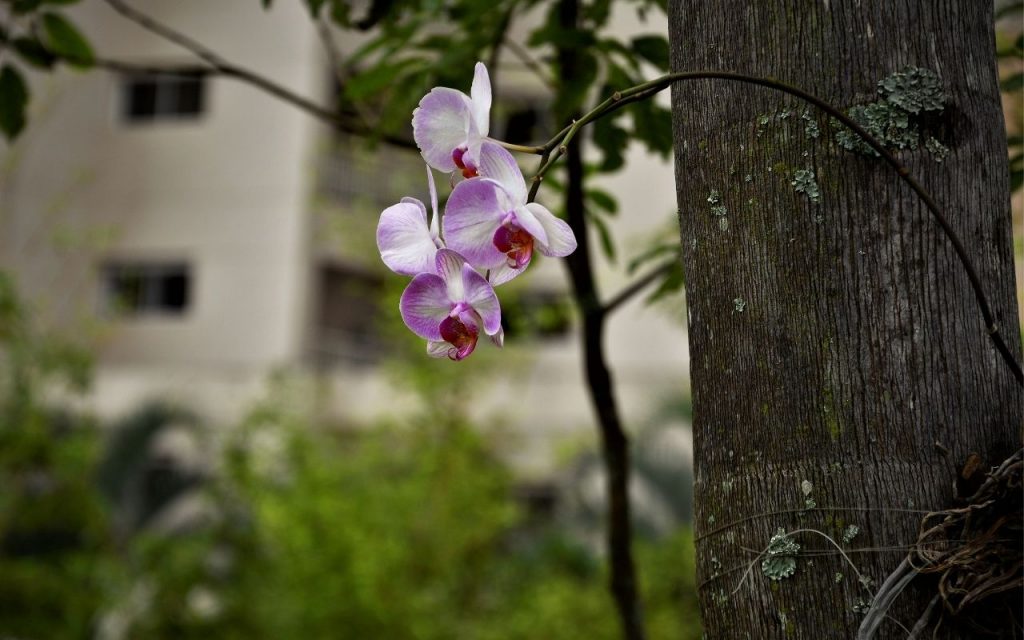 Orquídeas que podem ser cultivadas em troncos. Foto: Canva Pro.