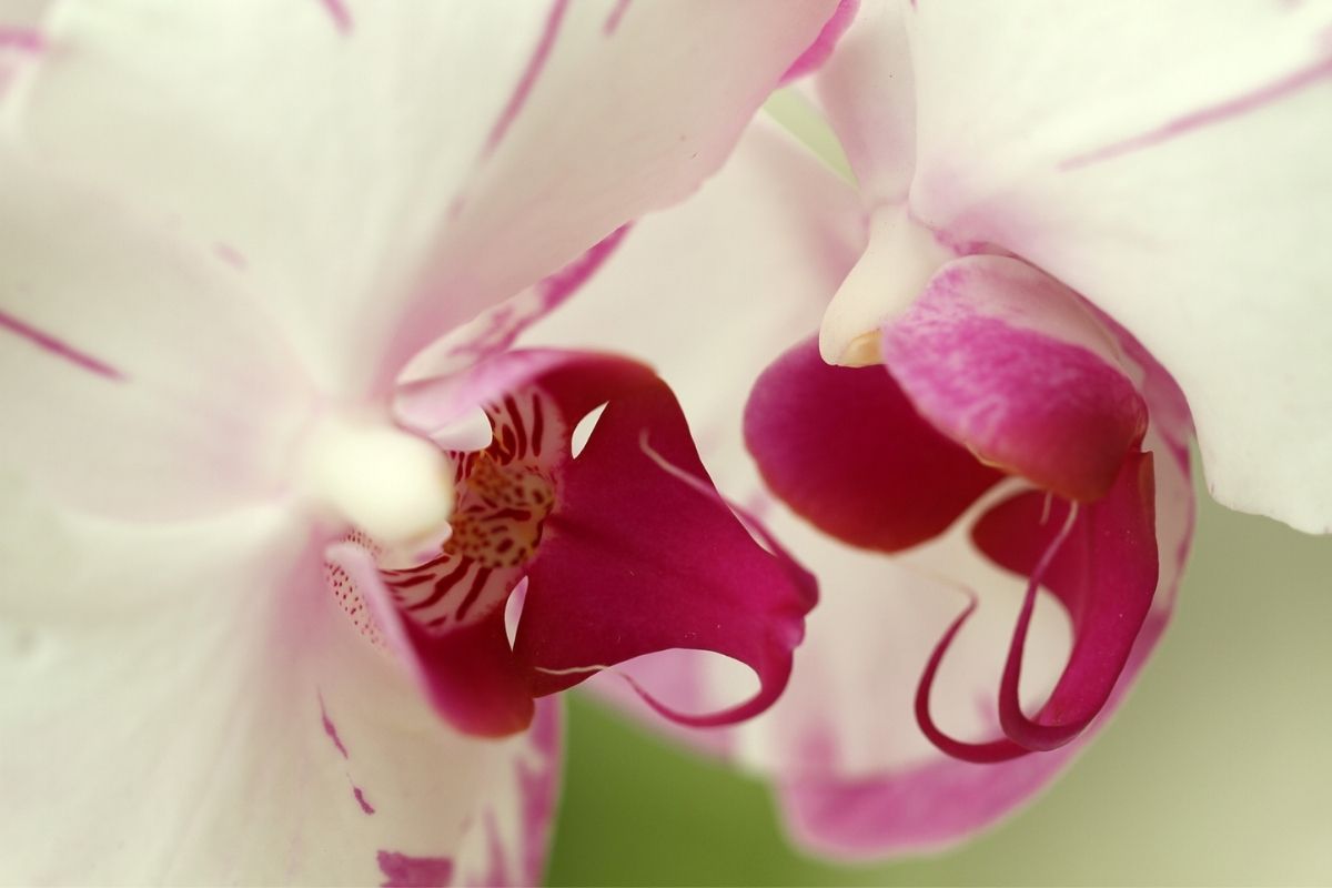 Como fazer as Orquídeas se encherem de brotos.