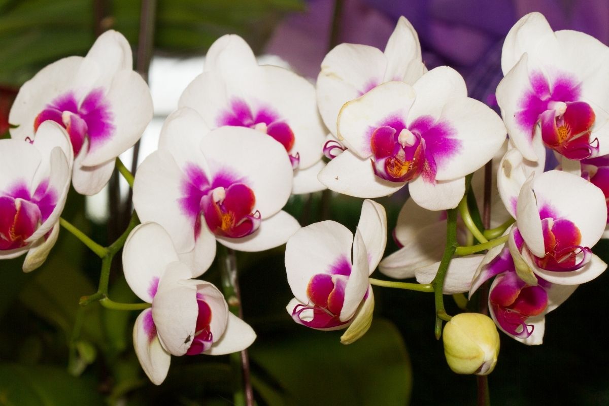 Como fazer as Orquídeas se encherem de brotos.