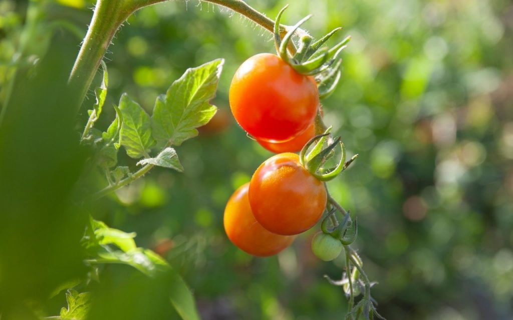 Cultivar seus próprios tomates, Foto: Canva Pro.